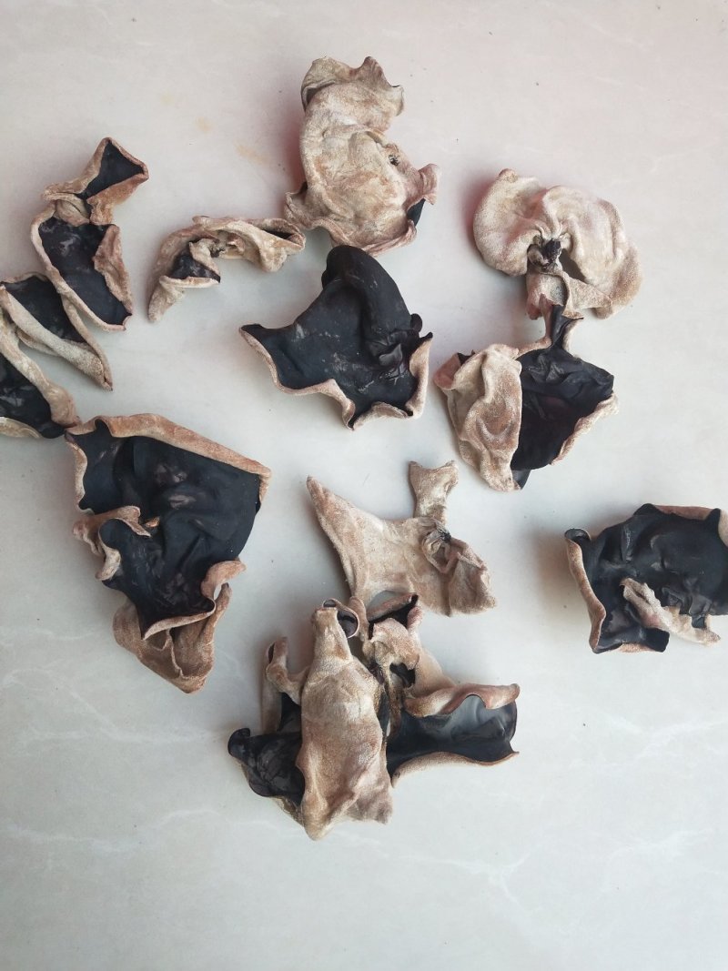 江苏丰县毛木耳上市了，单片无料头，肉厚泡发量大