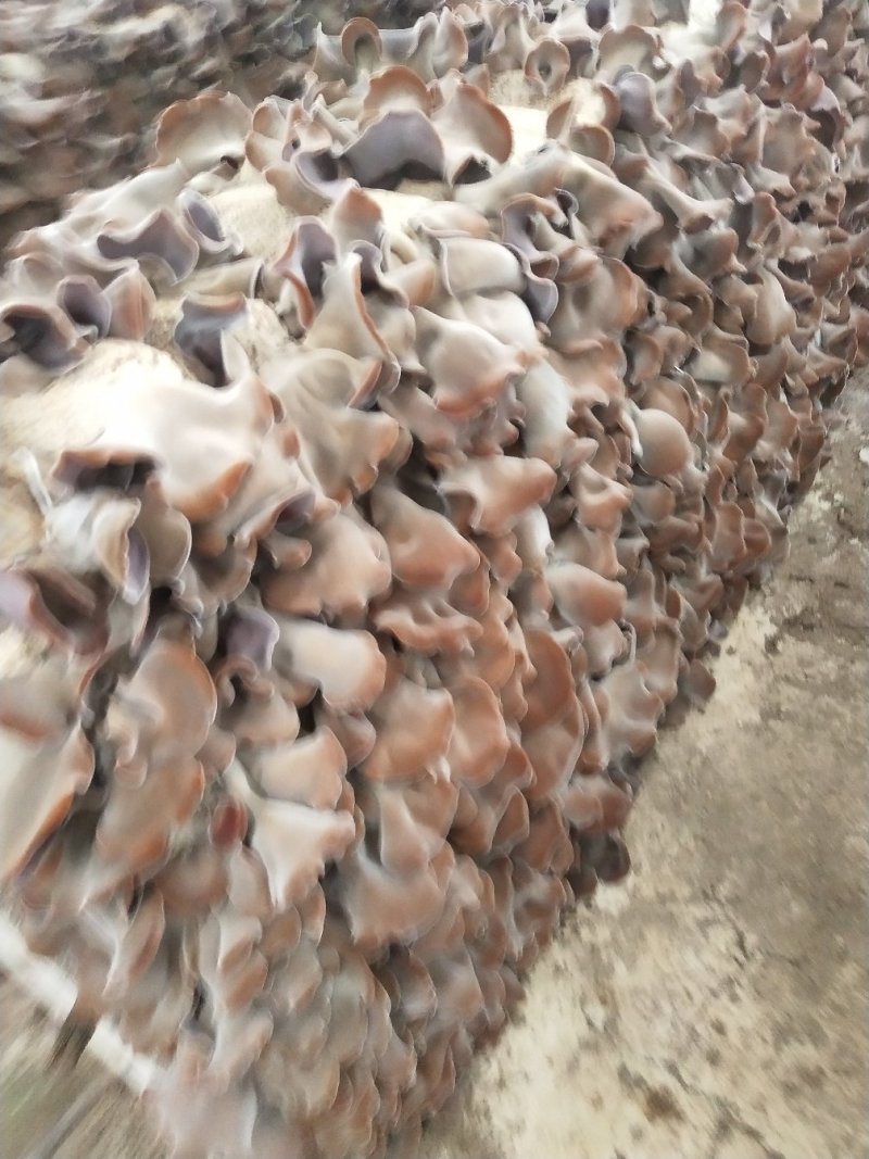 江苏丰县毛木耳上市了，单片无料头，肉厚泡发量大