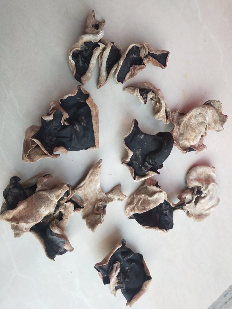 江苏丰县毛木耳上市了，单片无料头，肉厚泡发量大