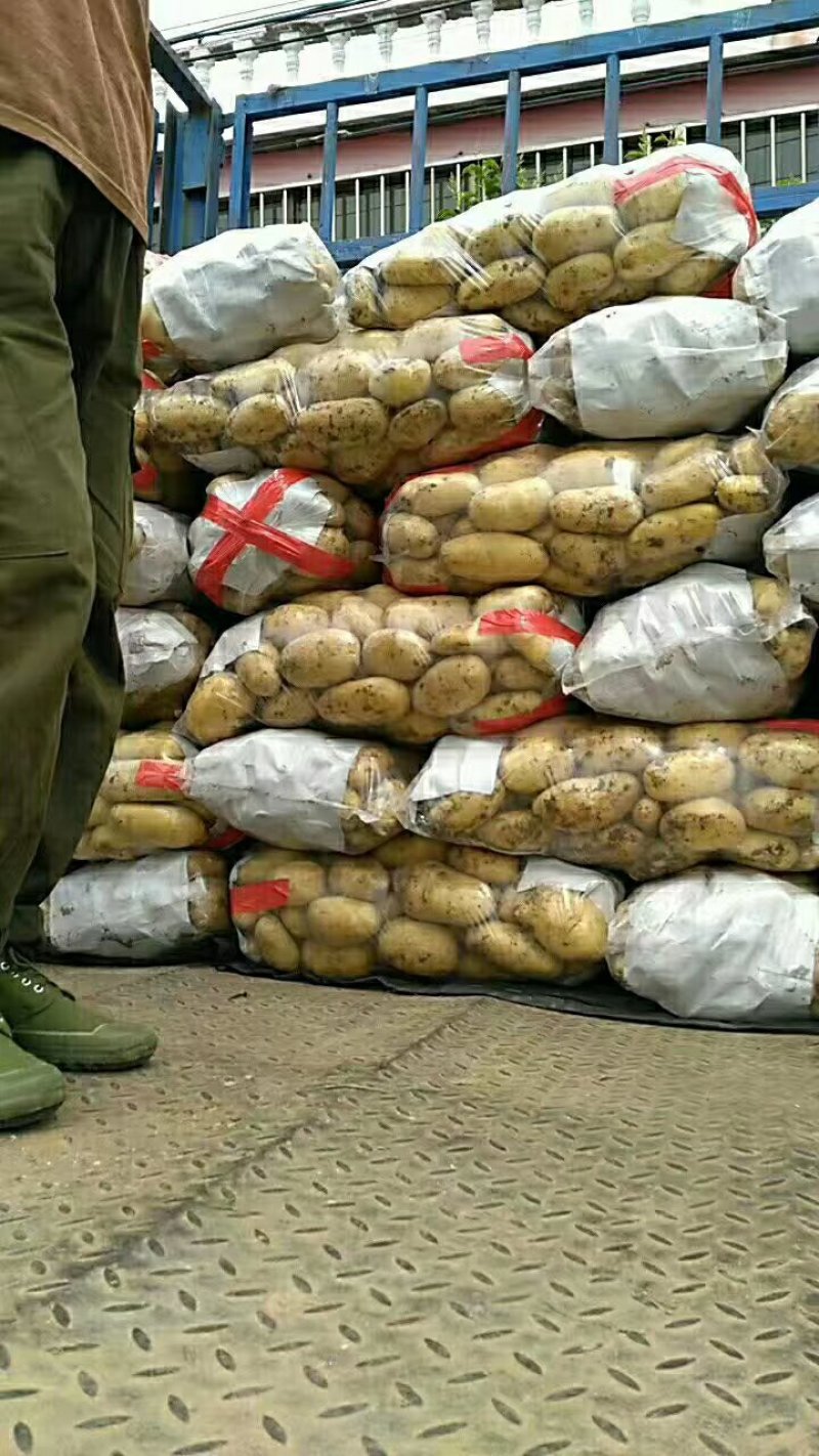 滕州精品土豆，荷兰十五土豆颜色漂亮可以根据客户要求装