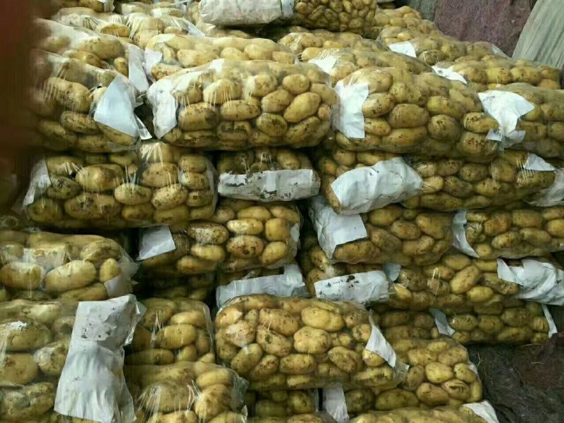 滕州精品土豆，荷兰十五土豆颜色漂亮可以根据客户要求装