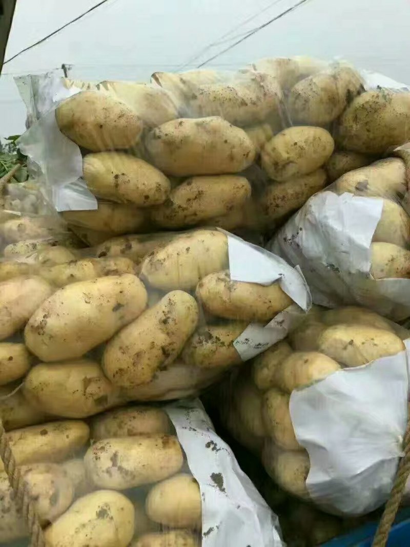 滕州精品土豆，荷兰十五土豆颜色漂亮可以根据客户要求装