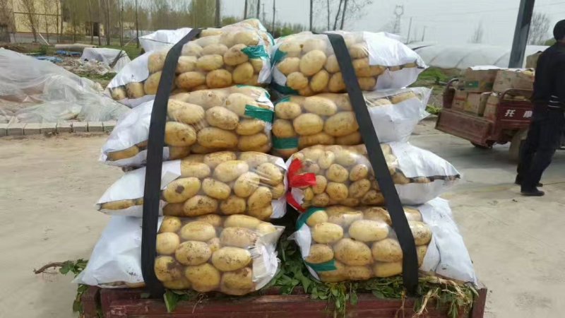 滕州精品土豆，荷兰十五土豆颜色漂亮可以根据客户要求装