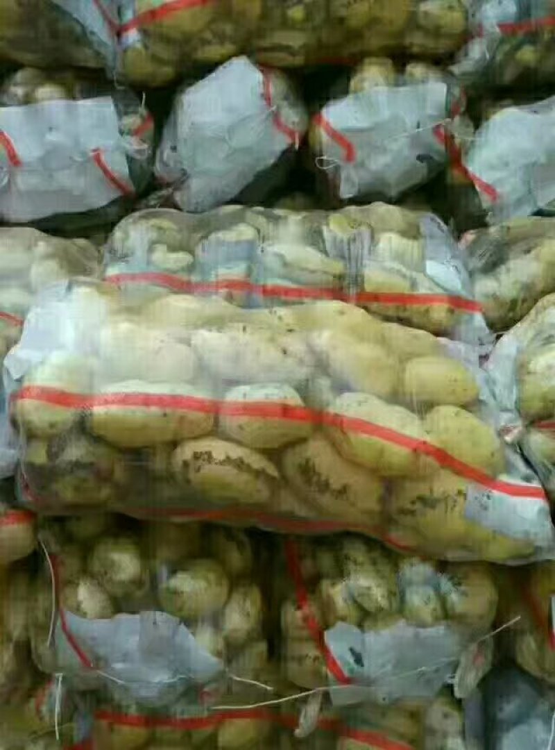 滕州精品土豆，荷兰十五土豆颜色漂亮可以根据客户要求装