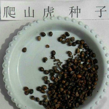 爬山虎种子，绿化园林专用免费提供种植技术