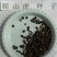爬山虎种子，绿化园林专用免费提供种植技术