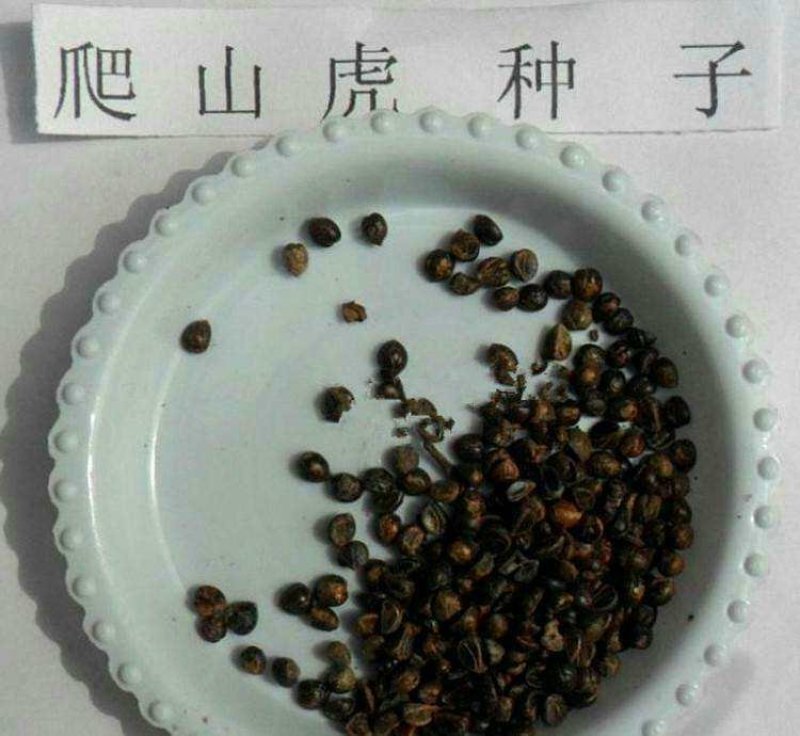 爬山虎种子，绿化园林专用免费提供种植技术
