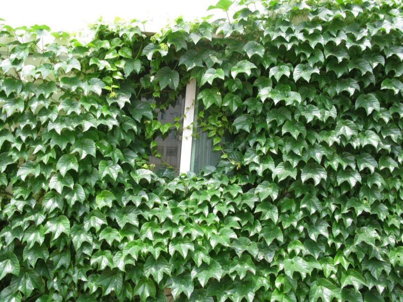 爬山虎种子，绿化园林专用免费提供种植技术