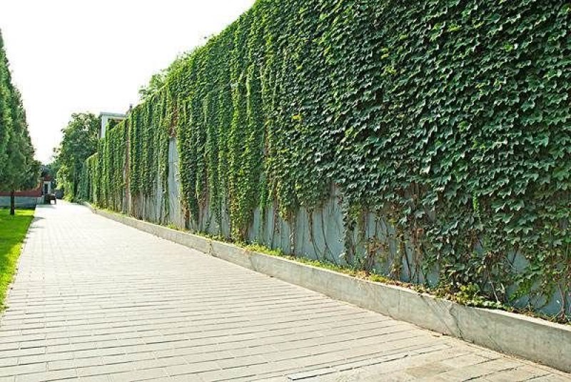 爬山虎种子，绿化园林专用免费提供种植技术