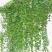 爬山虎种子，绿化园林专用免费提供种植技术