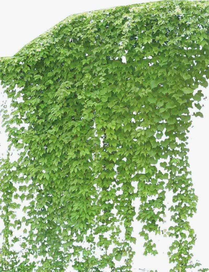 爬山虎种子，绿化园林专用免费提供种植技术