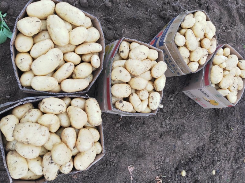 基地直供精品的沃土5号大棚黄心土豆上市啦！
