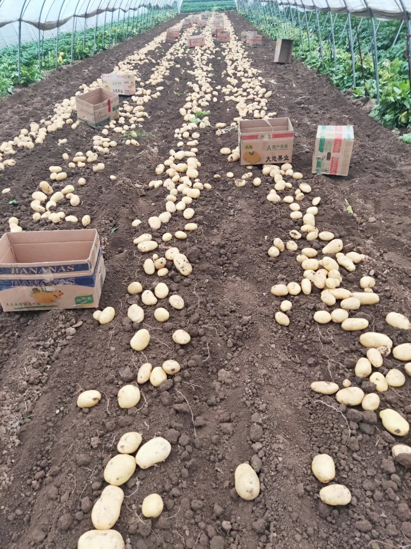 基地直供精品的沃土5号大棚黄心土豆上市啦！
