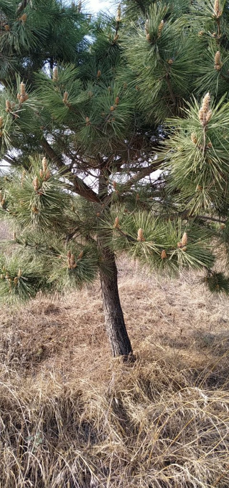 造型毛坯黑松