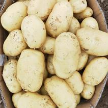 万亩基地的大朋三膜土豆，黄心鲜货，大量上市啦！