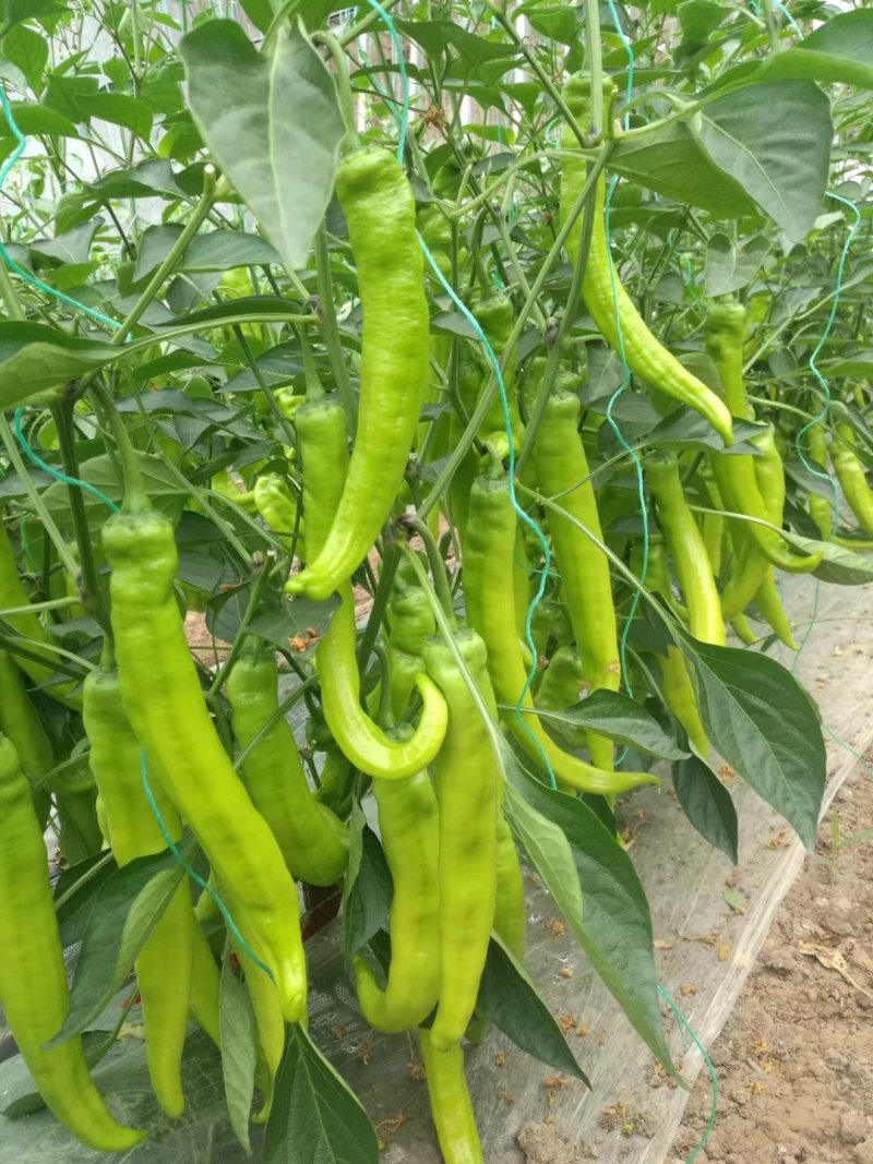 荷兰进口瑞克斯旺大果尖椒37-79，耐寒抗病高产