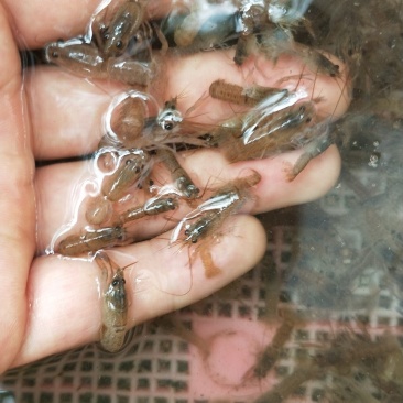澳洲淡水龙虾苗大量批发