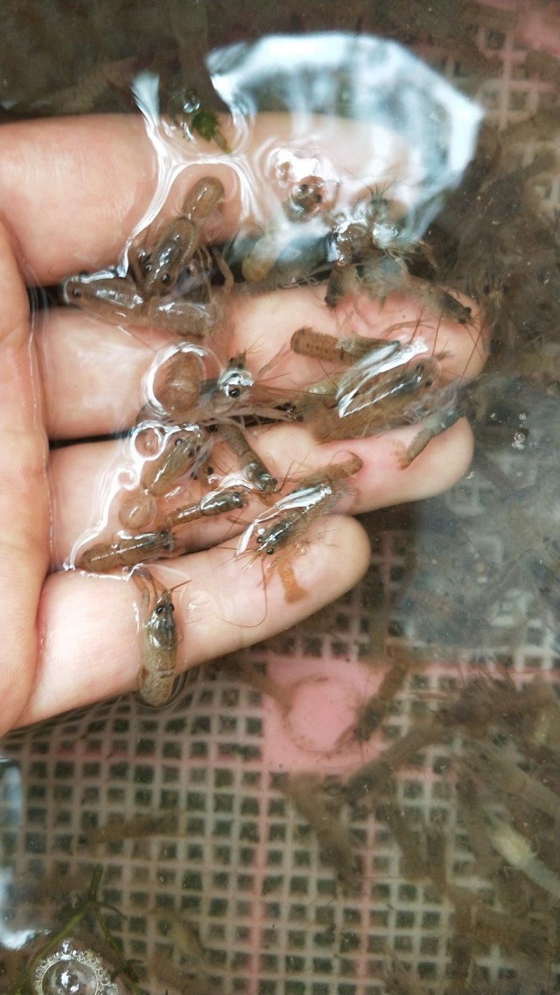 澳洲淡水龙虾苗大量批发