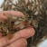 澳洲淡水龙虾苗大量批发