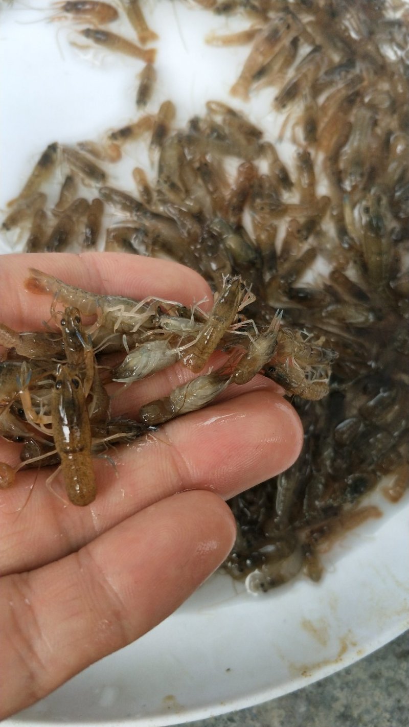 澳洲淡水龙虾苗大量批发