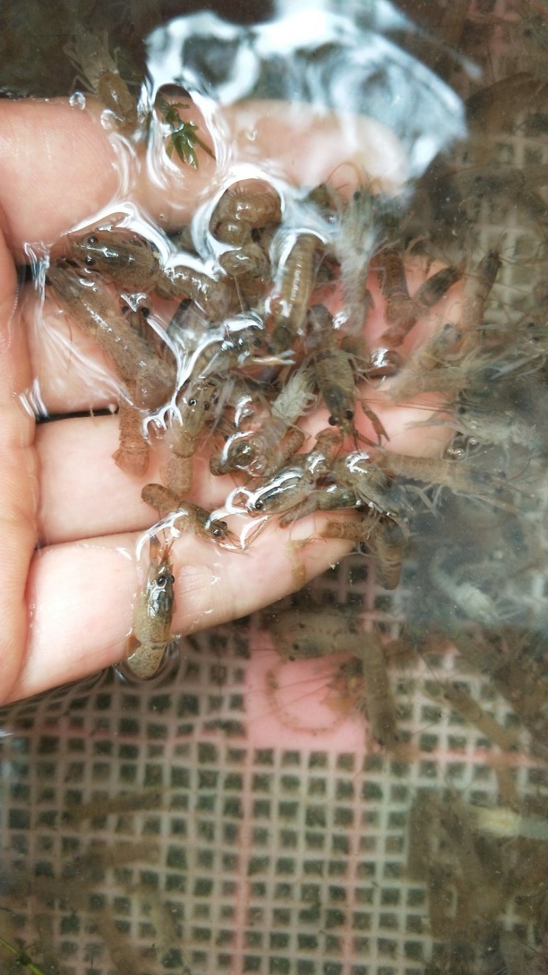 澳洲淡水龙虾苗大量批发