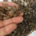 澳洲淡水龙虾苗大量批发