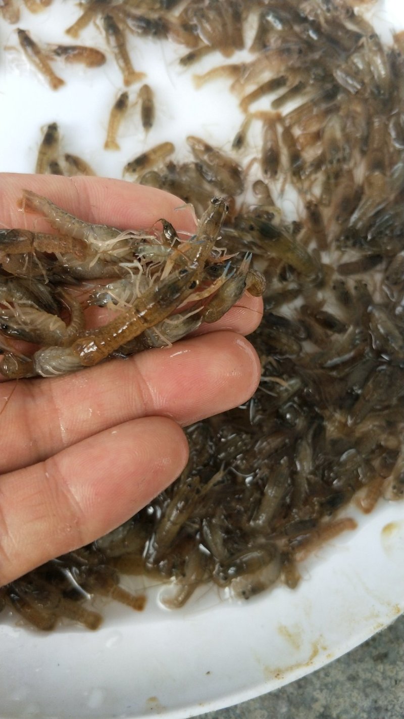 澳洲淡水龙虾苗大量批发