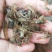 澳洲淡水龙虾苗大量批发