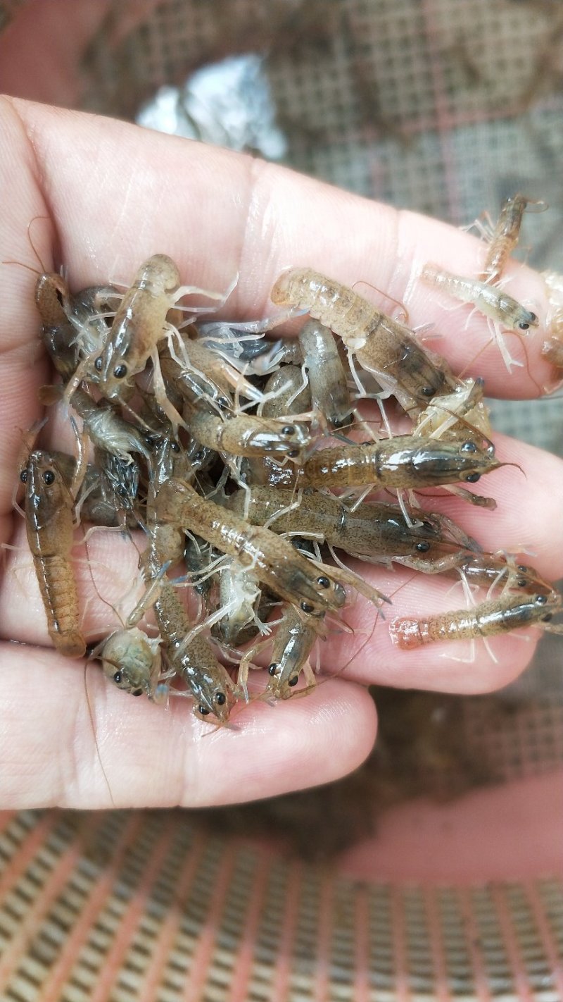 澳洲淡水龙虾苗大量批发