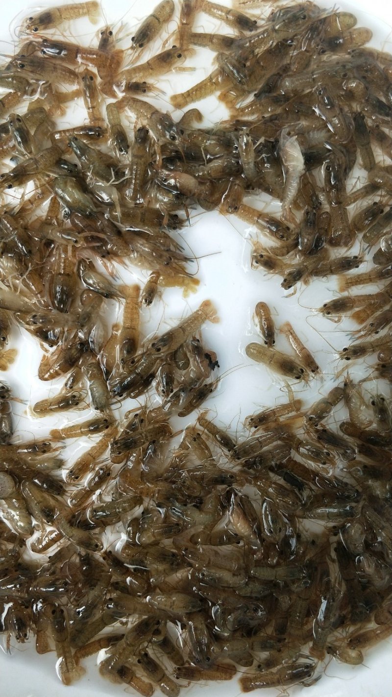 澳洲淡水龙虾苗大量批发