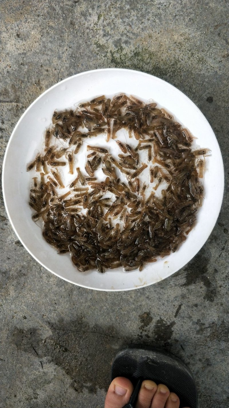澳洲淡水龙虾苗大量批发