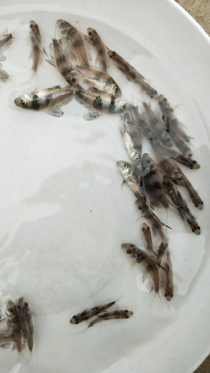 胭脂鱼苗一帆风顺鱼苗成活率高生长快