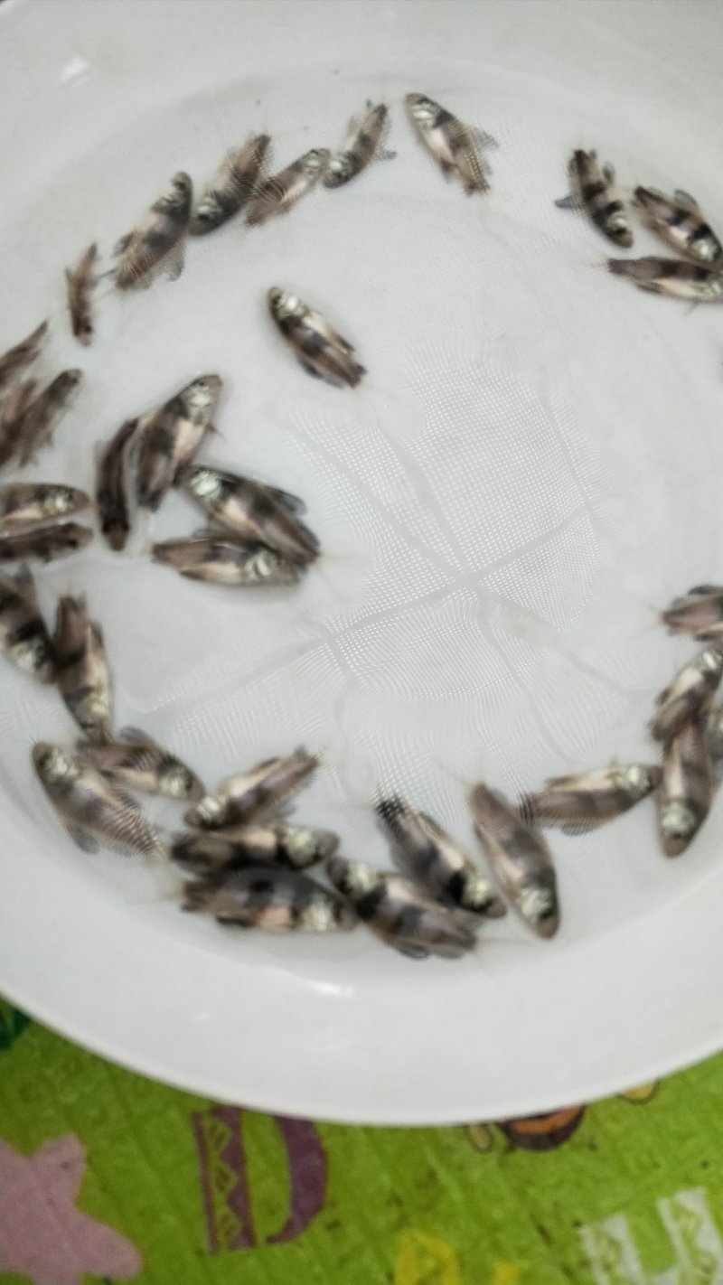 胭脂鱼苗一帆风顺鱼苗成活率高生长快