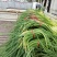 红帽蒜苔大上市代发全国