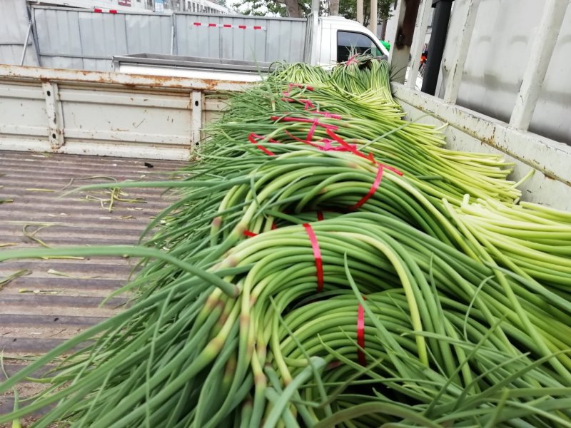 红帽蒜苔大上市代发全国