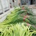 红帽蒜苔大上市代发全国