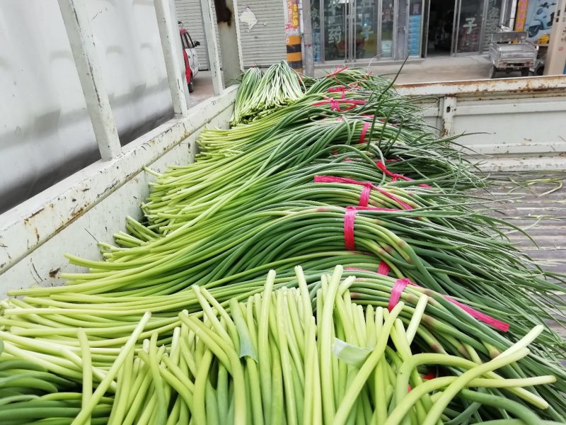 红帽蒜苔大上市代发全国