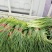 红帽蒜苔大上市代发全国