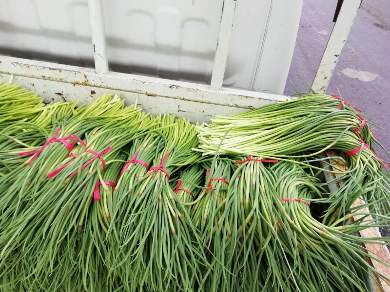 红帽蒜苔大上市代发全国