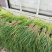 红帽蒜苔大上市代发全国