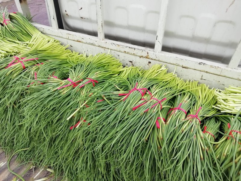红帽蒜苔大上市代发全国