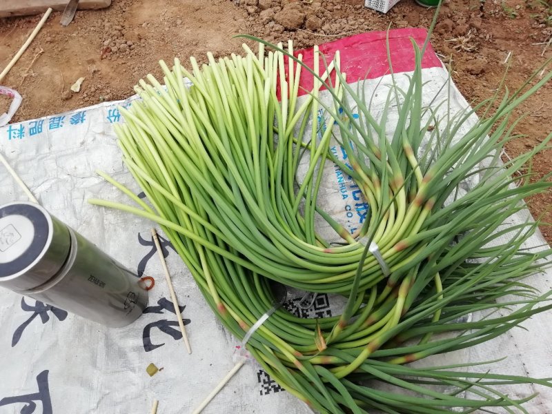 红帽蒜苔大上市代发全国