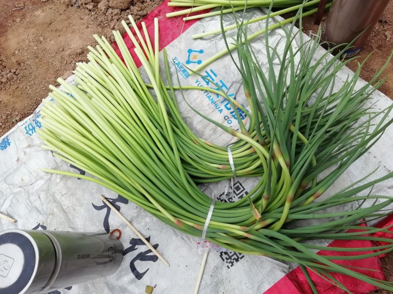 红帽蒜苔大上市代发全国