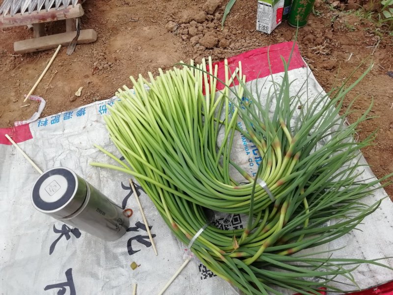 红帽蒜苔大上市代发全国