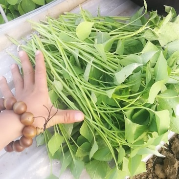 伟业红薯种植基地大量龙薯九