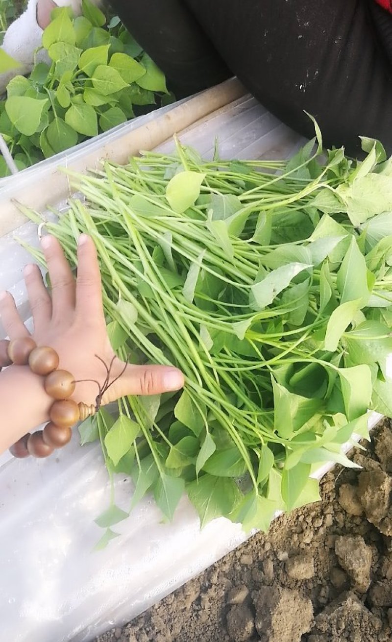 伟业红薯种植基地大量龙薯九