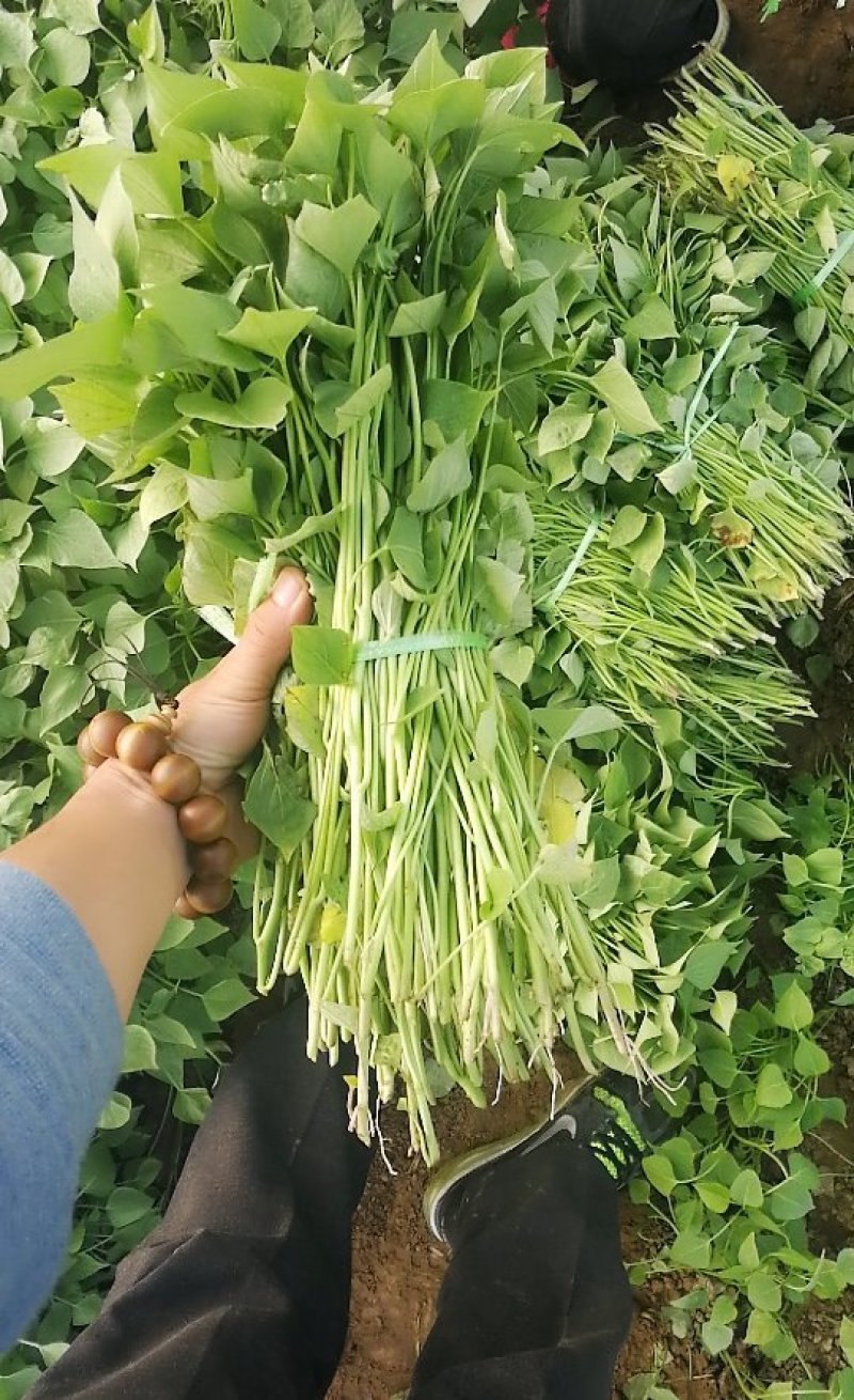 伟业红薯种植基地大量龙薯九