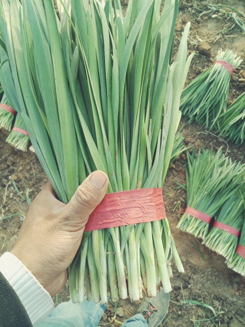 精品万亩大地头茬韭菜产地直销无中间商大量供应