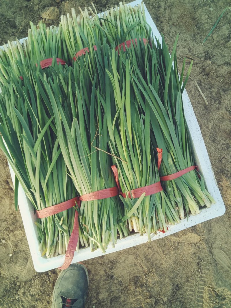 精品万亩大地头茬韭菜产地直销无中间商大量供应