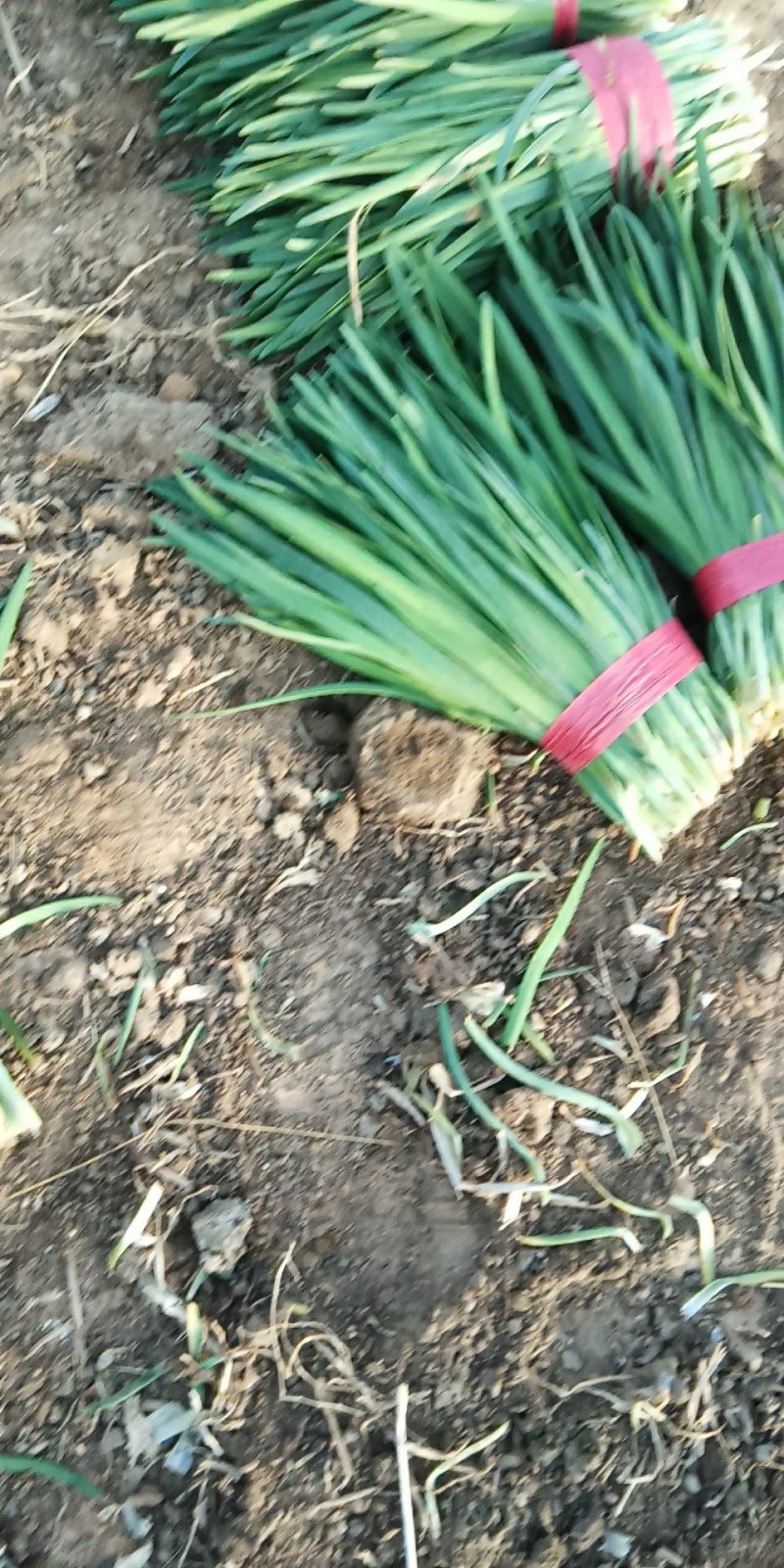 精品万亩大地头茬韭菜产地直销无中间商大量供应